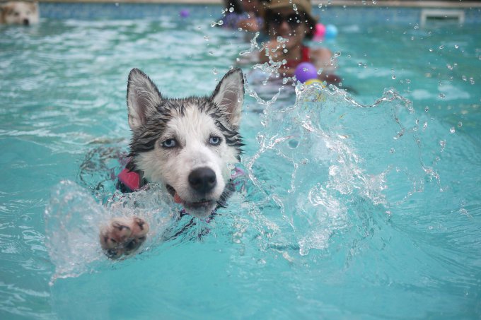 Pies w basenie